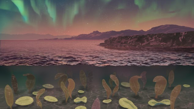 Ediacaran Fauna Artist's rendition of the Ediacaran period showing a shallow ocean containing large but still cell-like organisms, under skies bright with aurorae