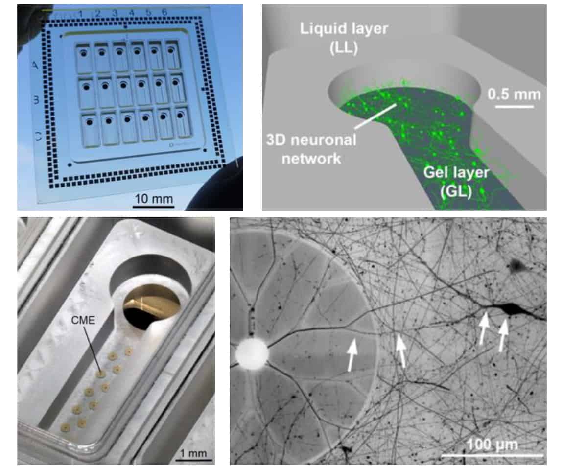 Culturing 3D brain cells in a neuro-MPS