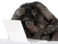 chimp looking at a laptop