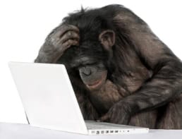 chimp looking at a laptop