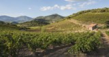 French vineyard