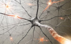 Artist's impression of a network of neurons