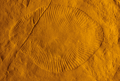 Photograph of a rounded, flattish fossilized organism with lines around its perimeter embedded in yellowish rock